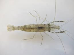 shrimp