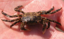 Asian shore crab, Hemigrapsus sanguineus