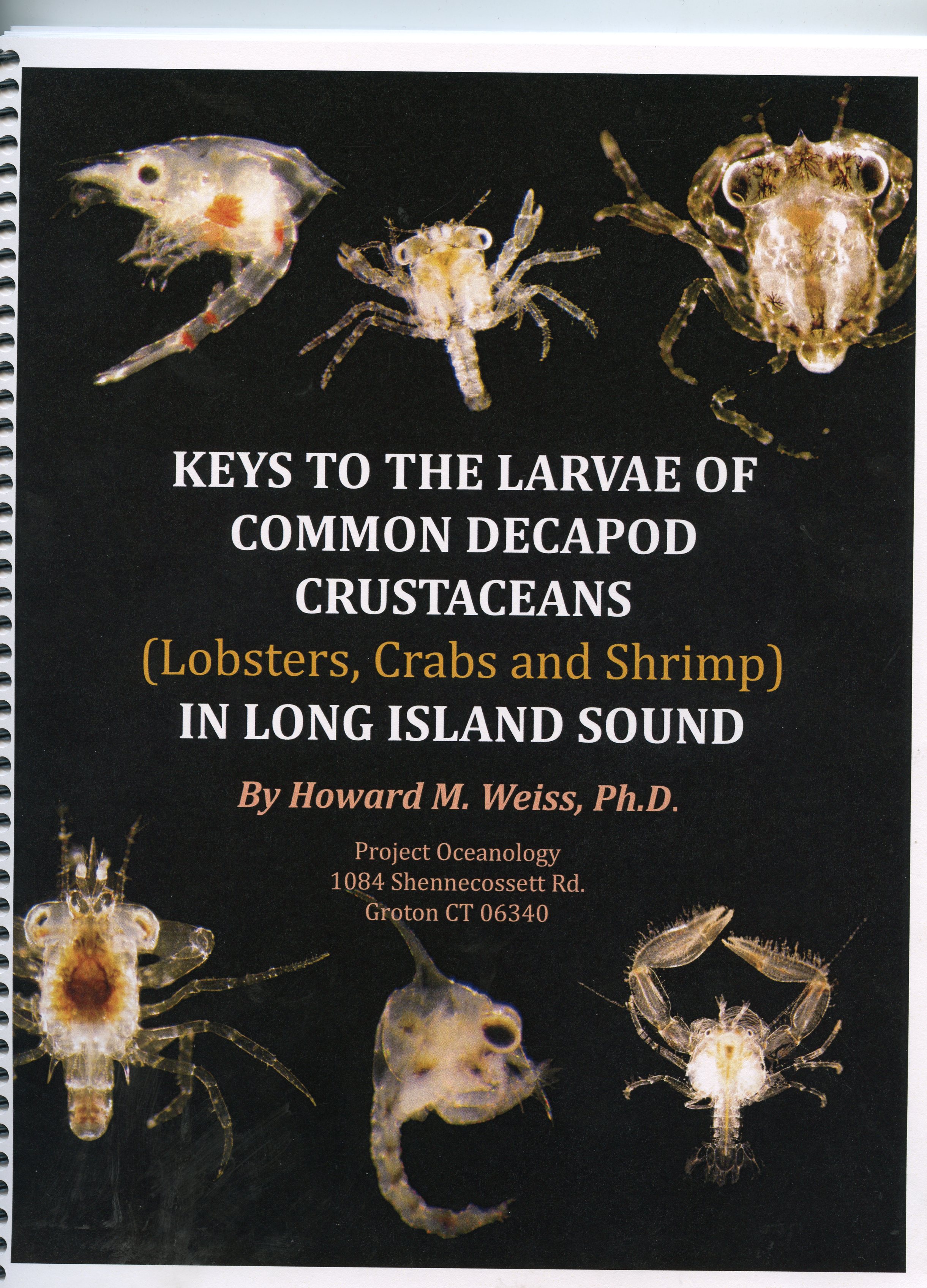 Guide to decapods of Long Island Sound available | Connecticut Sea Grant