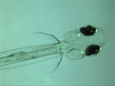 Early results show sand lance larva, shown in closeup, are particulary sensitive to higher levels of carbon dioxide. Photo courtesy of Hannes Baumann