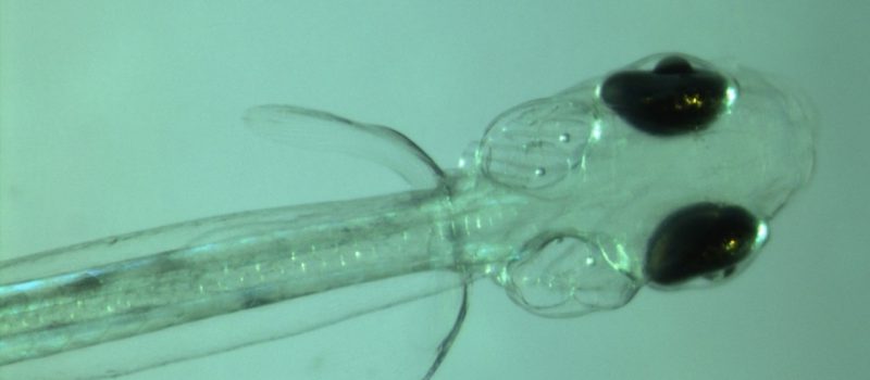 Early results show sand lance larva, shown in closeup, are particulary sensitive to higher levels of carbon dioxide. Photo courtesy of Hannes Baumann