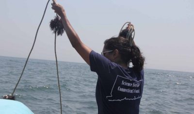 Anoushka Concepcion gets a line strung with gracilaria ready to deploy in Norwalk harbor for a testing project for the edible seaweed.