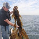 J.P. Vellotti lifts some of his kelp harvest onto the boat.