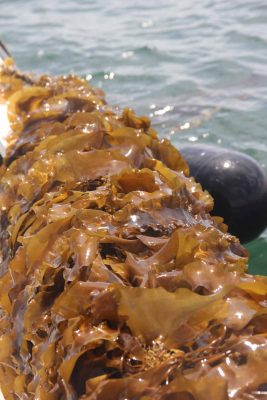 Kelp is grown in the winter months and harvested before the peak of boating season.