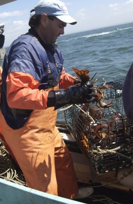 A crewman aboard the Jeanette T removes lobsters from a trap.