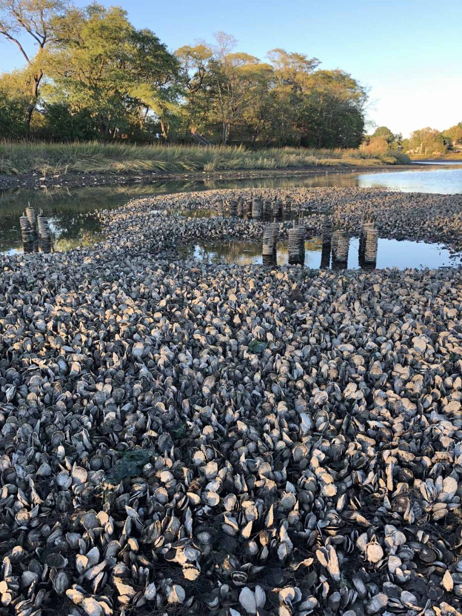 An oyster reef grows in tidal waters in Fairfield.