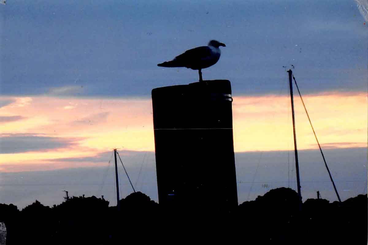 Ron Bedard of Pawcatuck captured a seagull and sailboat masts in silhouette near Long Island Sound.