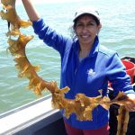 Anoushka Conception, aquaculture extension educator for Connecticut Sea Grant, holds up a ribbon of wild kelp from Long Island Sound. Wild kelp provides the source tissue for kelp grown in offshore farms.