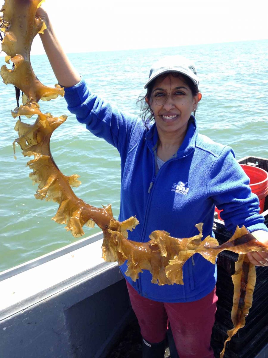 Anoushka Conception, aquaculture extension educator for Connecticut Sea Grant, holds up a ribbon of wild kelp from Long Island Sound. Wild kelp provides the source tissue for kelp grown in offshore farms.