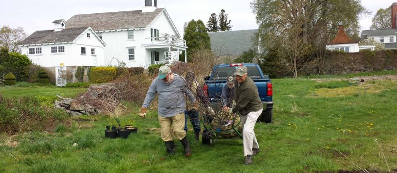 Volunteers from the Avalonia Land Conservancy move a shad bush into place for planting at the Dodge Paddock Beal Preserve in Stonington on May 3 as part of a restoration and living shoreline project with Connecticut Sea Grant.