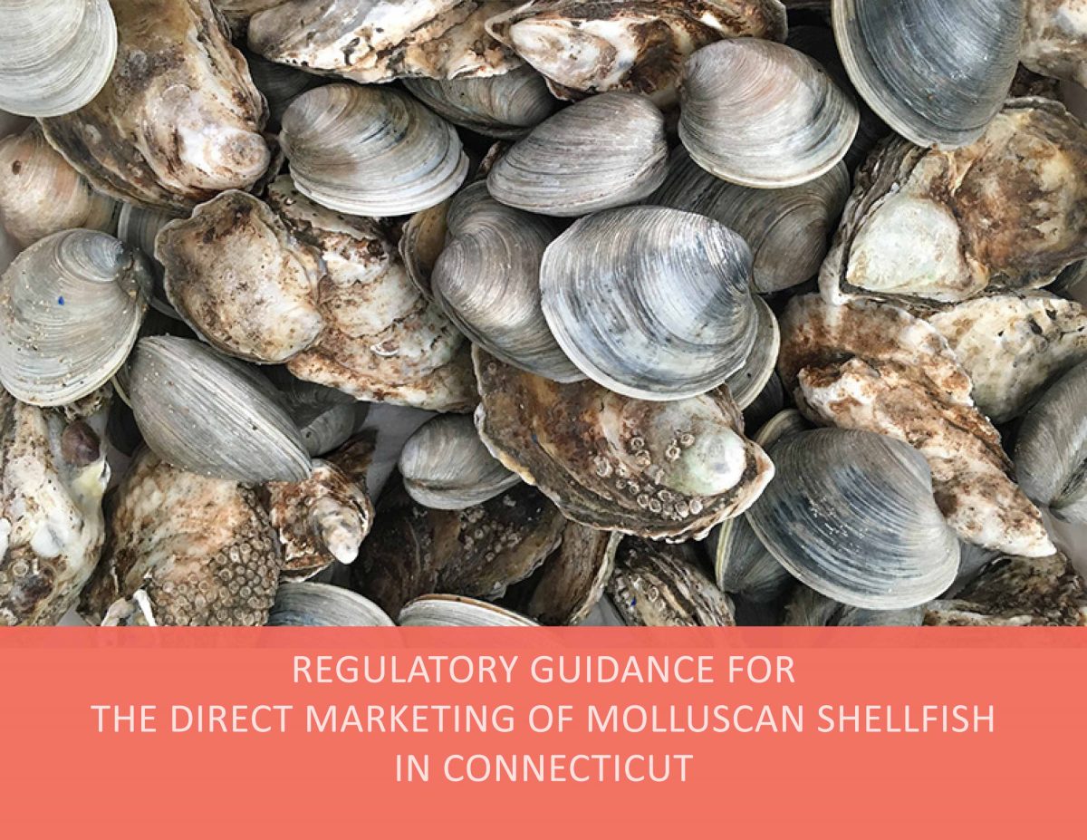 Cover of "Regulatory Guidance for the Direct Marketing of Molluscan Shellfish in Connecticut"