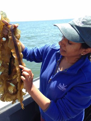 Anoushka Concepcion, aquaculture extension specialist at Connecticut Sea Grant, examines kelp grown in Long Island Sound.