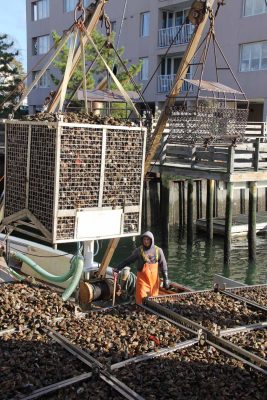 A worker at Norm Bloom & Son Oysters offloads shellfish harvested from the company's beds in Norwalk.