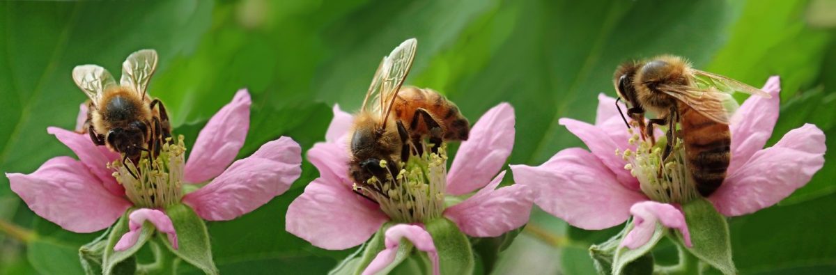 Bees pollinating on flowers.