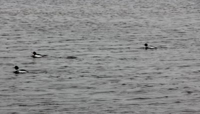 Mergansers swim in the tidal marsh creek at Waterford Town Beach.