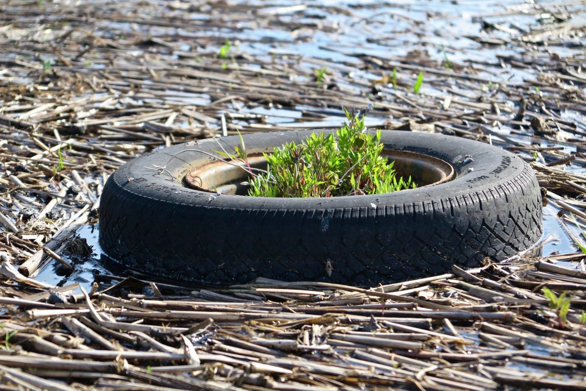 A discarded tire sits in a marsh in Old Saybrook. Judy Preston / Connecticut Sea Grant