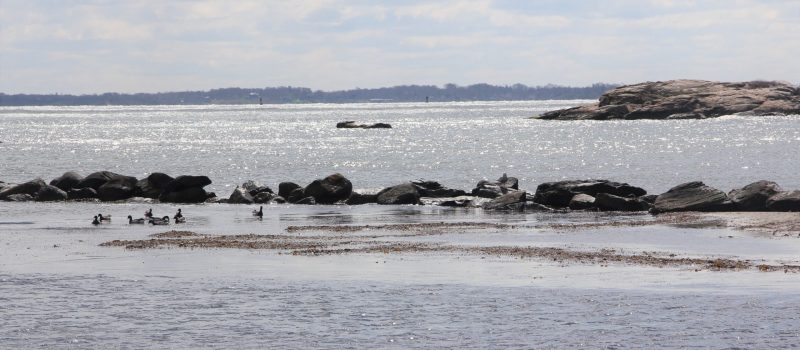 Alewife Cove in New London on Earth Day