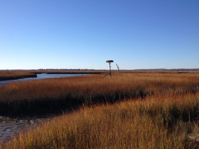 The salt marsh, creeks, and tidal flats at the Great Island Wildlife Management Area in the lower Connecticut River.