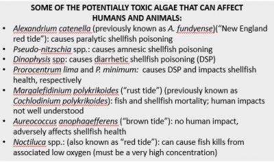 List of algal species of concern in Connecticut