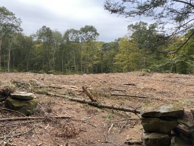 Areas cleared of diseased and dead trees will be replanted with species of seeds and seedlings chosen to adapt to changing climate conditions.