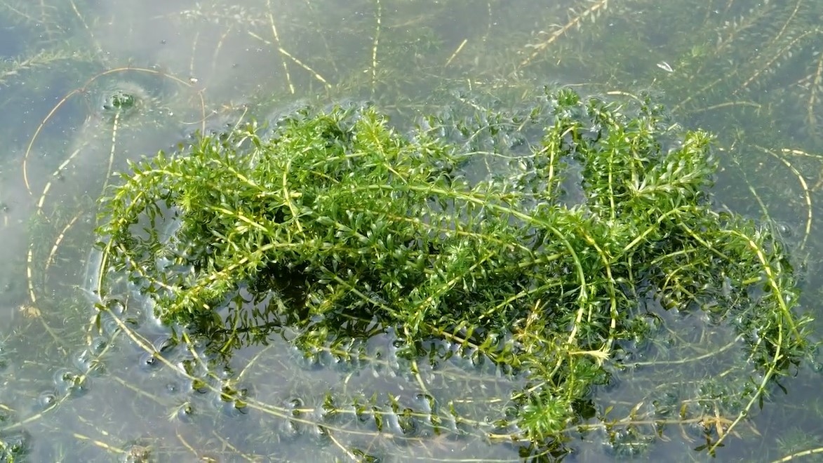 Hydrilla's Threat To CT River Highlighted In New Video | Connecticut ...