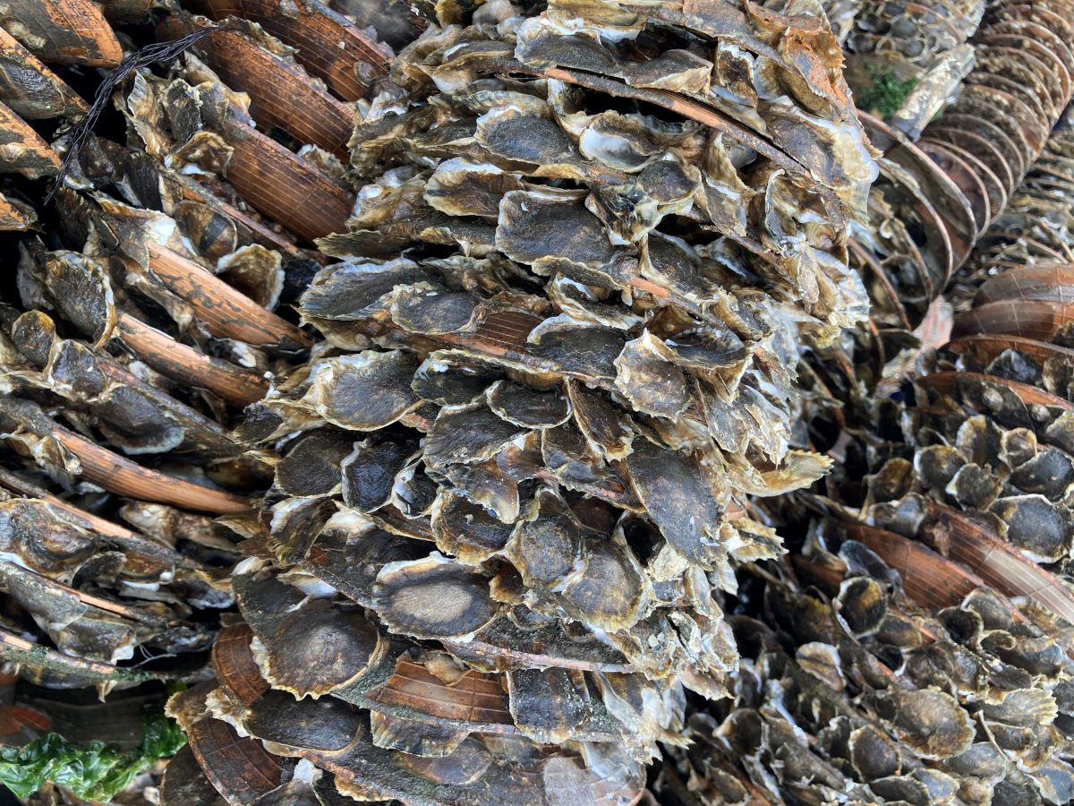 Oyster spat that grew on collectors in Ash Creek was removed by Fairfield Shellfish Commission volunteers to reseed recreational beds.