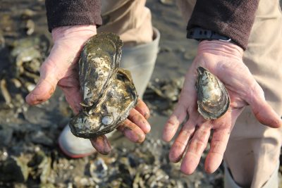 Oyster farmer Kim Granbery holds oysters from the natural beds in Hoadley Creek in Guilford.