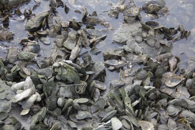 One of the state’s natural oyster beds is located in Hoadley Creek in Guilford.
