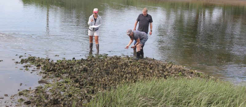 CTSG Aquaculture Extension Specialist Tessa Getchis, left, Kristin DeRosia-Banick of the state Bureau of Aquaculture and Clinton Shellfish Commission Chairman Wayne Church examine an oyster bed in the Hammock River on June 15 as part of shellfish bed assessments along the shoreline this summer.