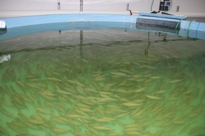 Branzino swim in one of the company's tanks.