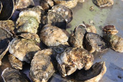 Oysters harvested from Long Island Sound.
