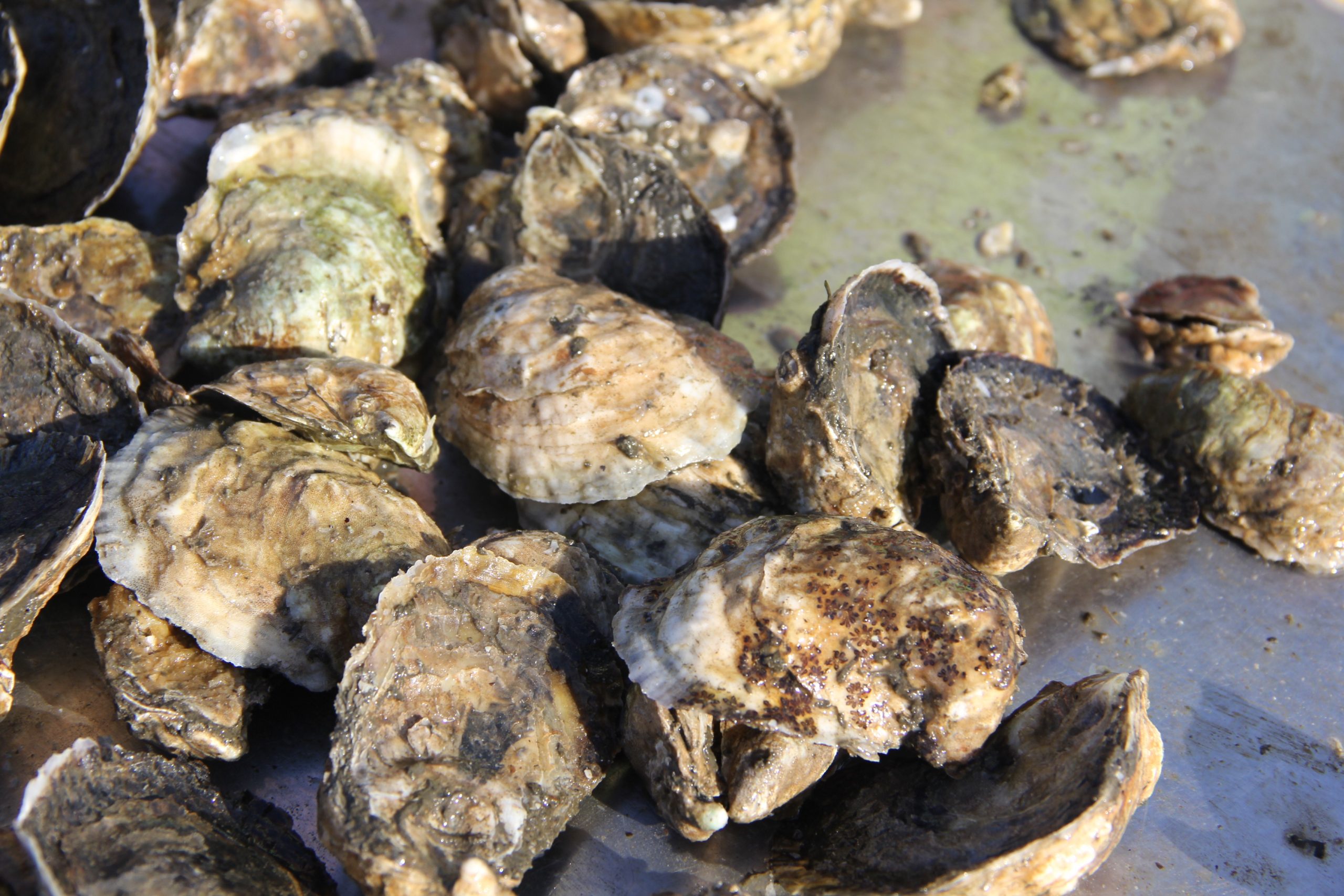 Public radio program highlights role of oysters in LIS | Connecticut ...