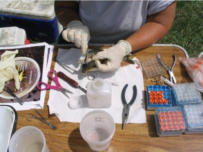 A U.S. Geological Survey scientist dissects a fish brain as part of research to detect CEC residues in marine life.