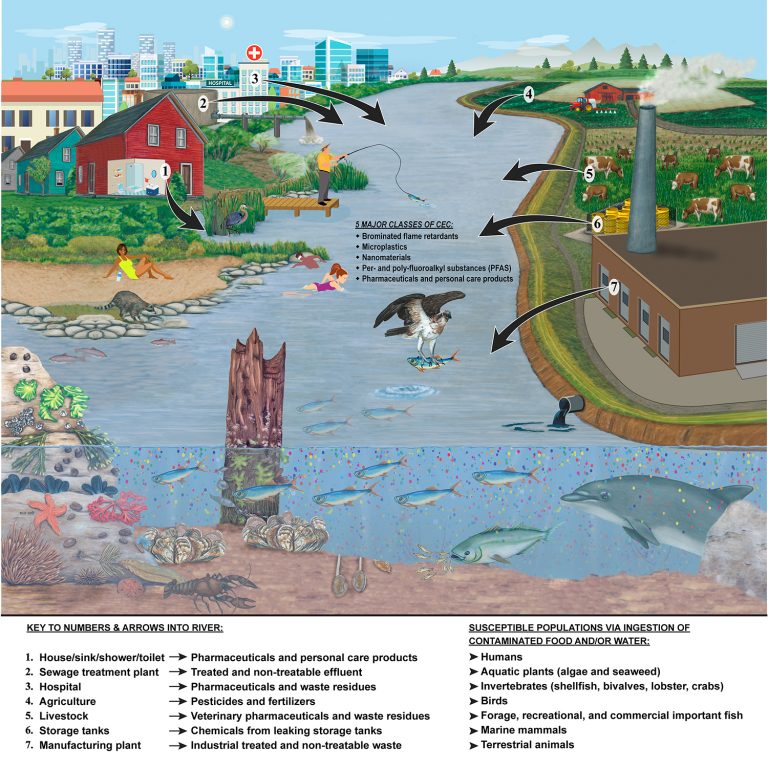 Illustration showing sources of Contaminants of Emerging Concern and various pathways into the environment