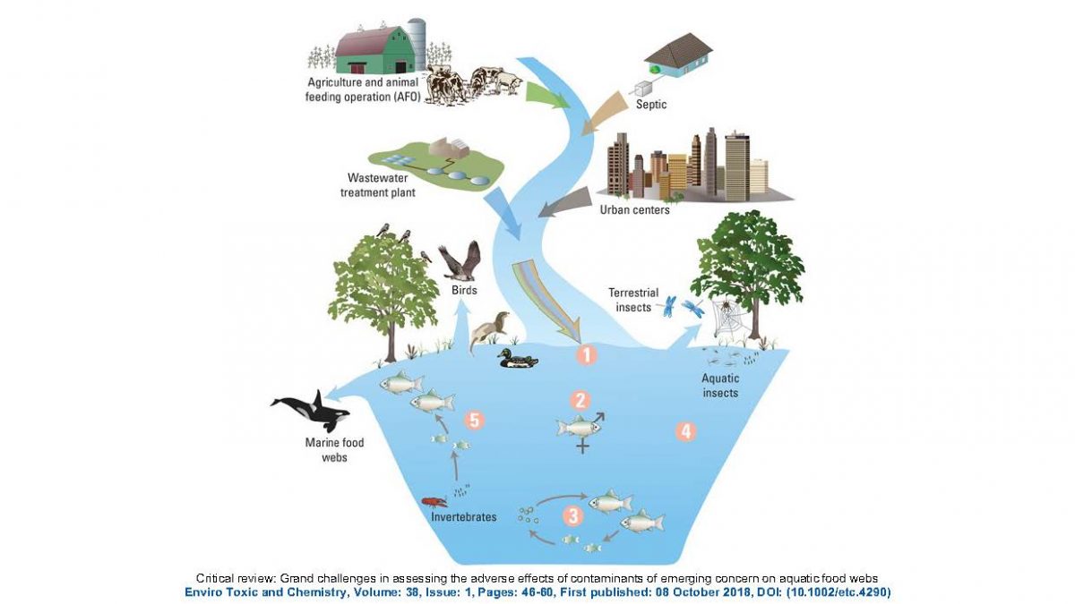 Infographic showing sources of Contaminants of Emerging Concern and exposure pathways into the environment