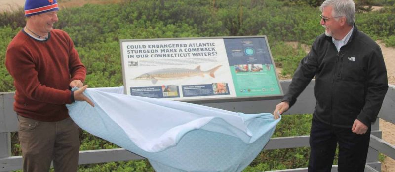 UConn Marine Sciences Professor Hannes Baumann, left, and Connecticut Sea Grant Director Sylvain De Guise unveil a public outreach sign about endangered Atlantic sturgeon at Hammonassett Beach State Park on May 7.