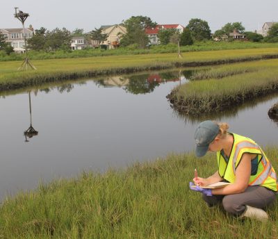 Researcher Sarah Crosby collects data on Long Island Sound salt marsh.