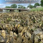 Cover of Connecticut Shellfish Restoration Guide