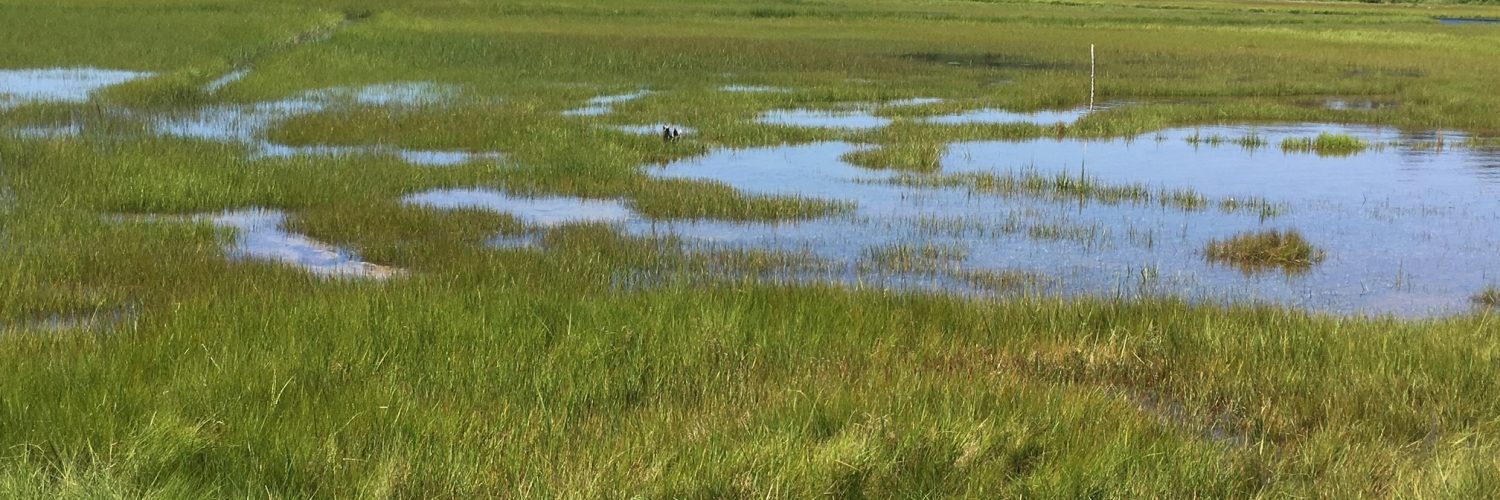 Marshes such as those at Barn Island in Stonington are important flood buffers for many communitie