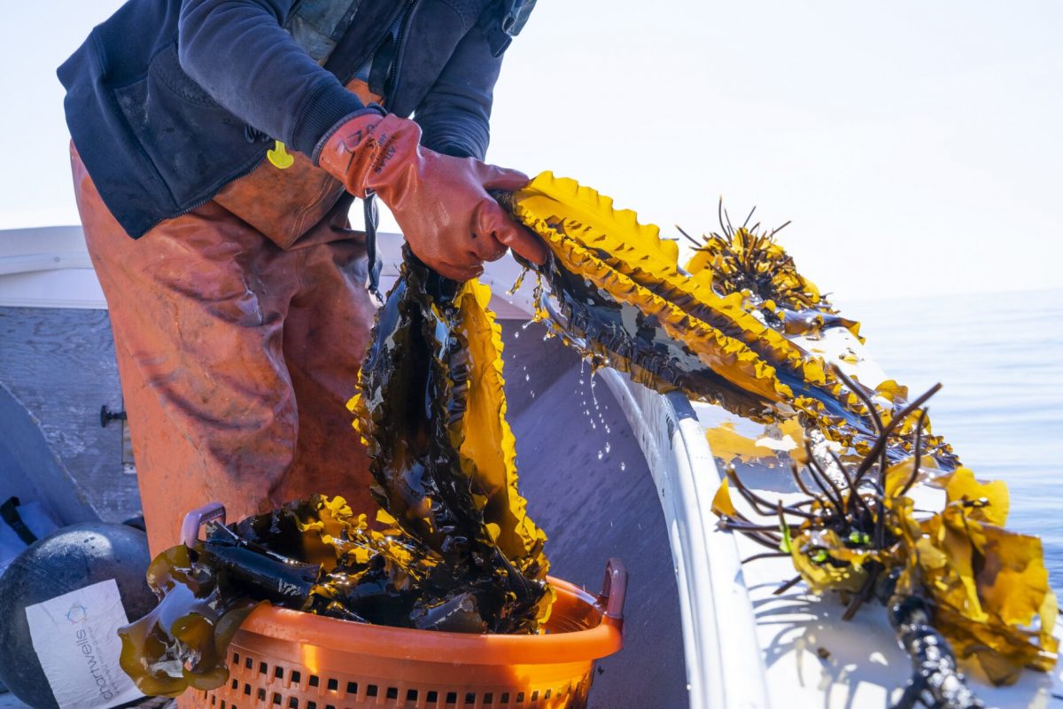Kelp is harvested from Stonington Kelp Farm.