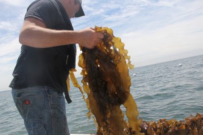 Kelp grown in Long Island Sound is an emerging industry supported by CT Sea Grant.