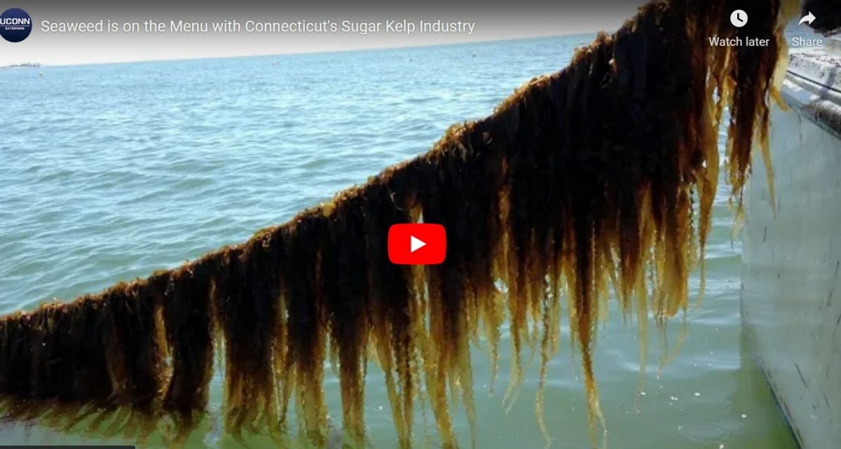 Image from a video about kelp farming.