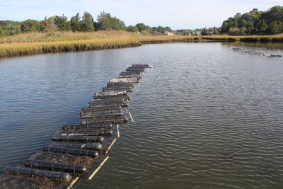 Cage-grown oysters are one of the most main types of shellfish farmed in Long Island Sound.
