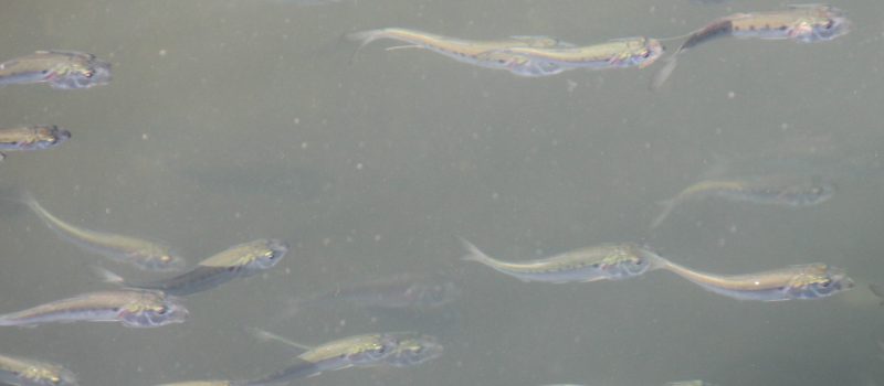 A large school of menhaden swim by the docks at the UConn Avery Point campus during their fall migration to the southeast Atlantic coast for the winter.