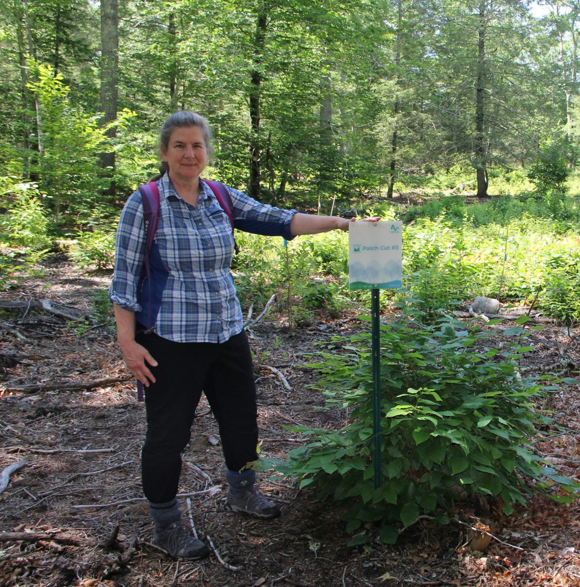 Juliana Barrett stands in a section of the Hoffman Evergreen Preserve in Stonington where dead and dying trees were thinned out and new species planted.
