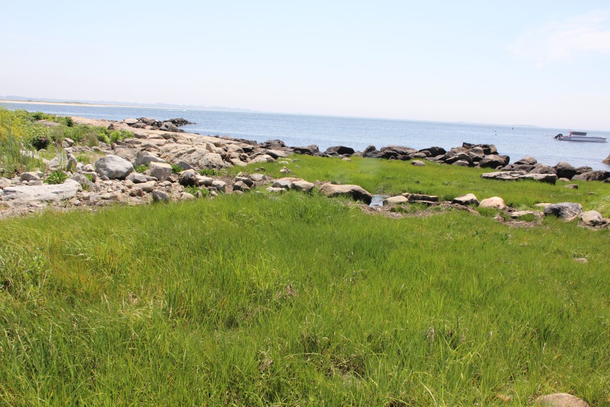 The Dodge Paddock preserve in Stonington is an example of a site where a living shoreline was created to make it more resilient to flooding and severe storms.
