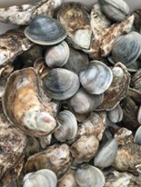 Clams and oysters harvested from Connecticut waters.