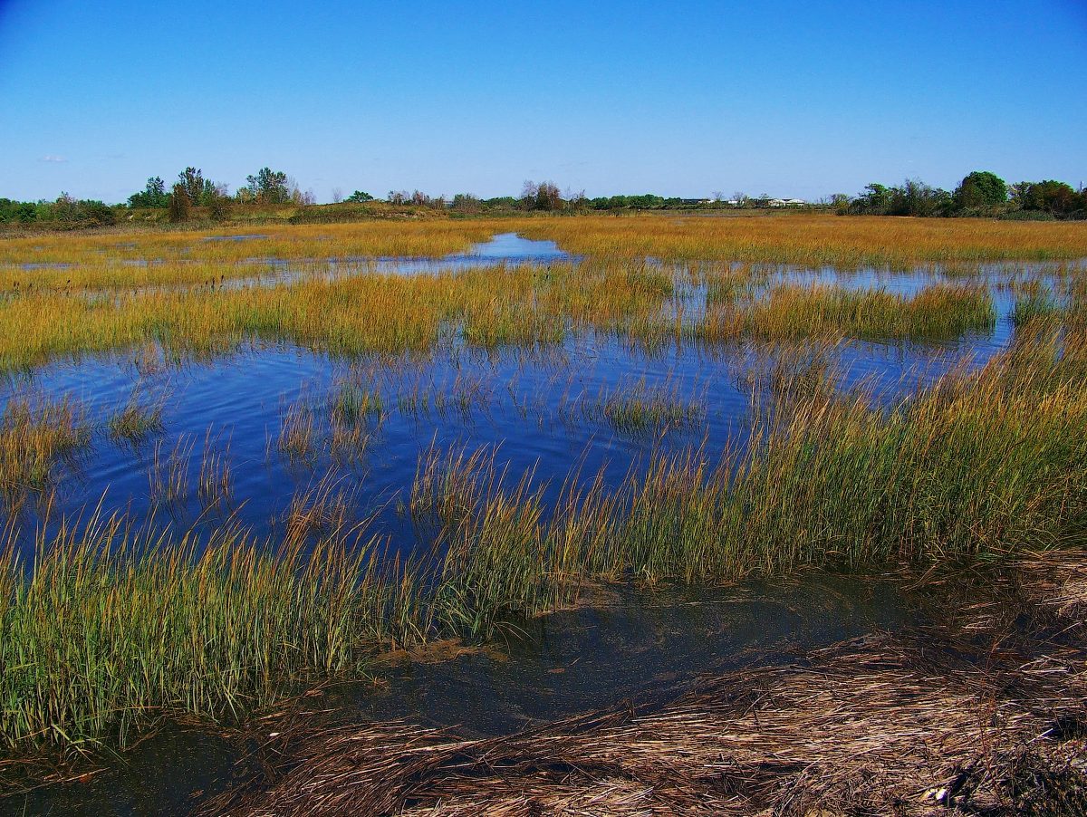 Great Meadows marsh is a protected area in the town of Stratford.