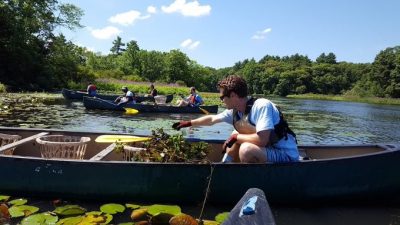 Volunteers removing Invasive aquatic plants from a Long Island Sound watershed waterway.