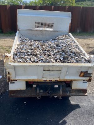 Shell collected from restaurants in Fairfield is reintroduced the Long Island Sound after several months of outdoor curing.